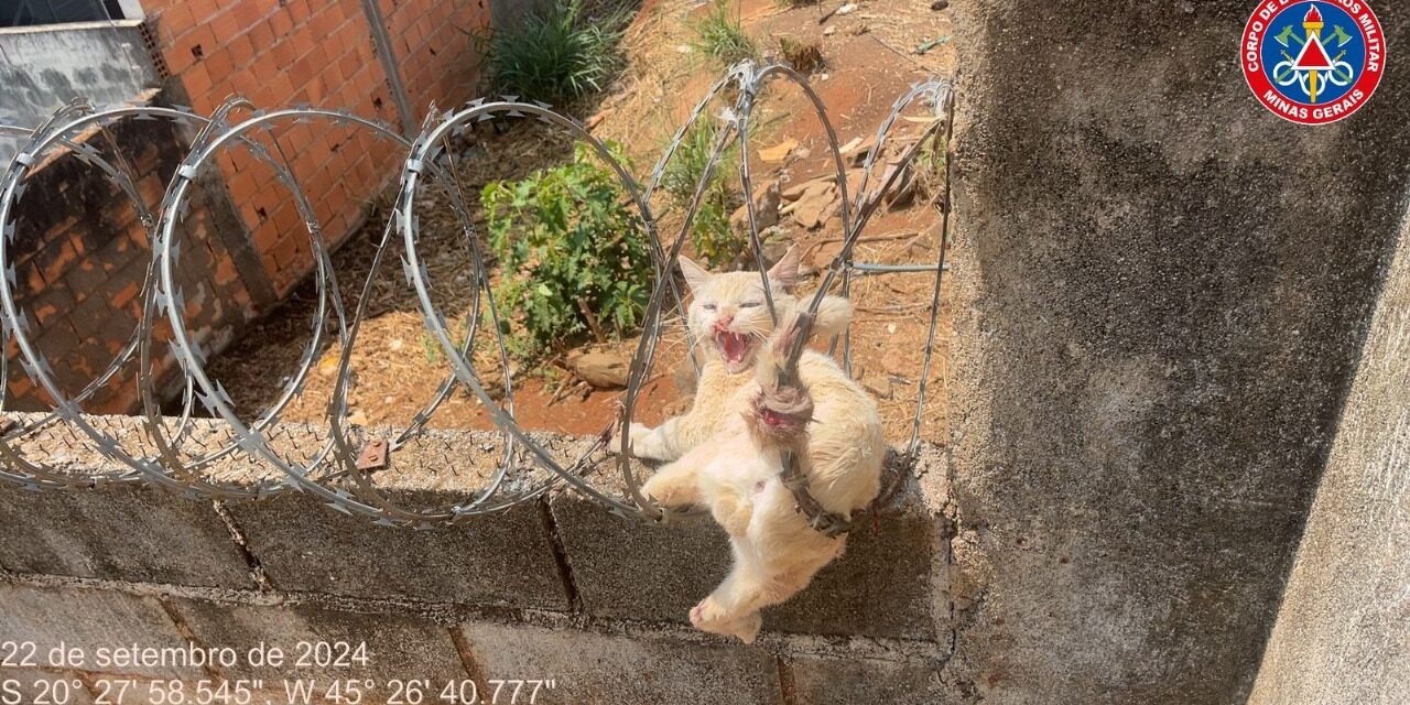 Bombeiros resgatam gato preso em concertina no bairro Bela Vista, em Formiga