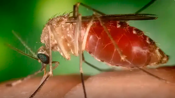Surto recente de febre Oropouche foi causado por nova linhagem viral