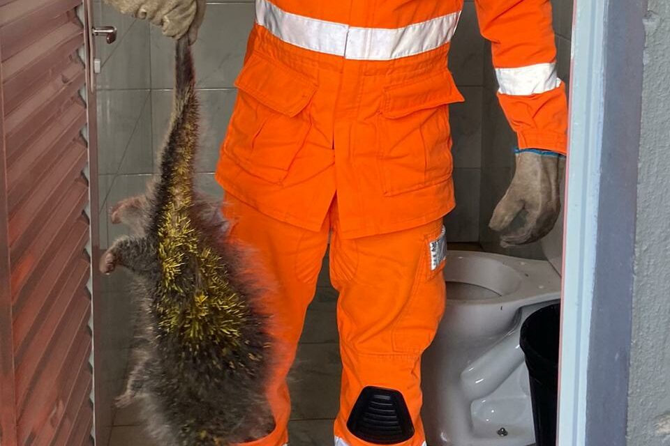 Corpo de Bombeiros resgata ouriço-cacheiro em empresa de Arcos