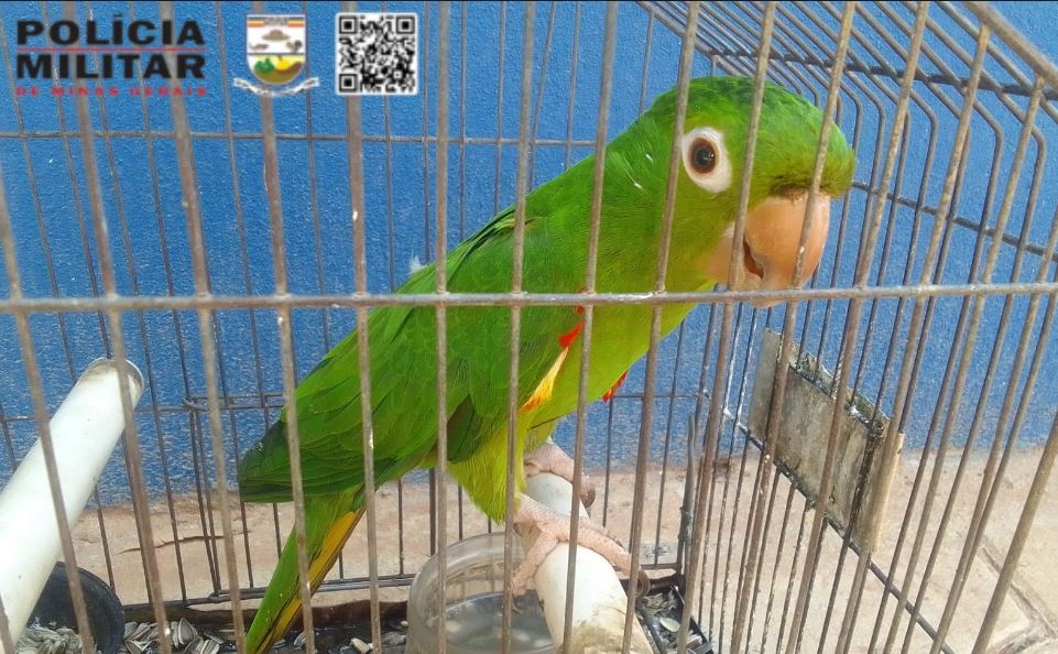 Mulher é presa e multada em mais de R$ 19 mil por manter ave em cativeiro no Novo Horizonte, em Formiga
