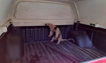 Bombeiros resgatam tamanduá-mirim em sítio de Arcos