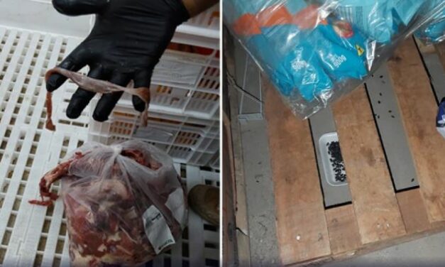 Supermercado é interditado em Minas por infestação de ratos e venda de carne estragada