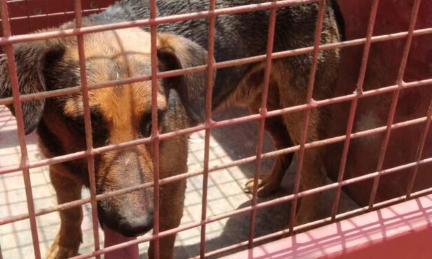 Bombeiros resgatam cachorro em situação de risco no FIC, em Formiga