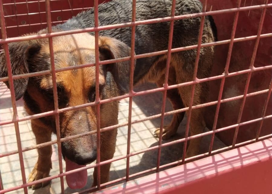 Bombeiros resgatam cachorro em situação de risco no FIC, em Formiga