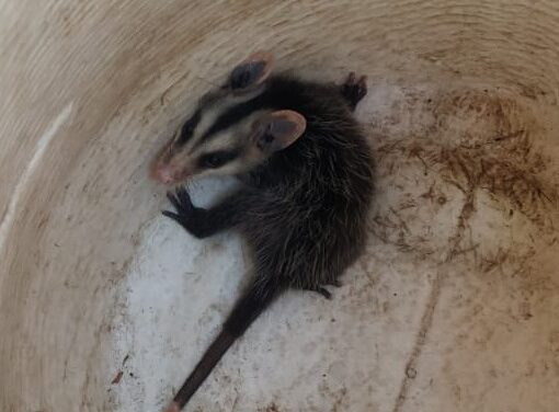 Gambá é resgatado em escritório de advocacia, no Centro de Formiga.