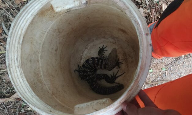 Animal silvestre é resgatado pelos bombeiros em residência de Formiga