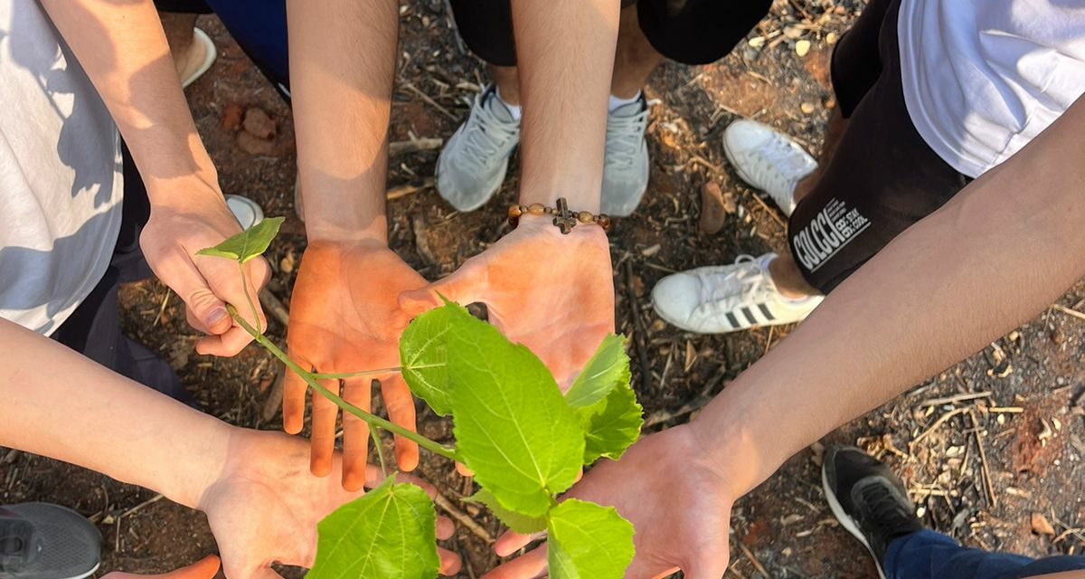 Formiga: alunos do Colégio Losango participam de tarefa sobre educação ambiental