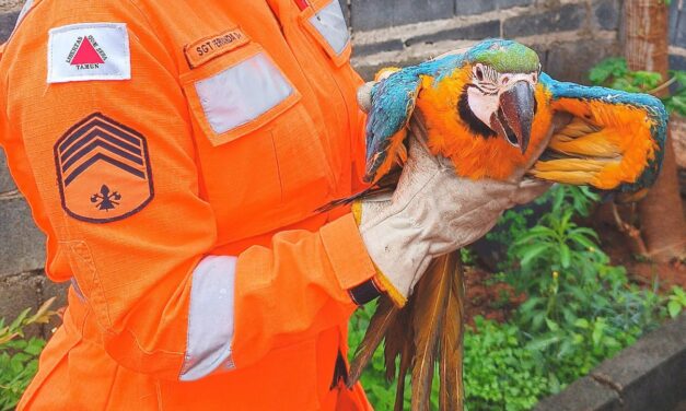 Arara com dificuldades de levantar voo é resgatada pelos bombeiros de Formiga
