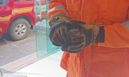 Filhote de ave é resgatado pelos bombeiros, em Formiga