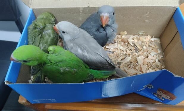 Dois suspeitos são presos em Campo Belo pelos crimes de tráfico de aves e maus tratos