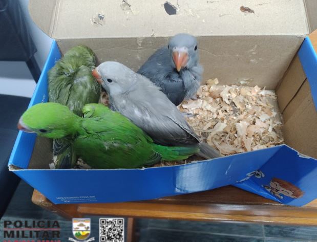 Dois suspeitos são presos em Campo Belo pelos crimes de tráfico de aves e maus tratos