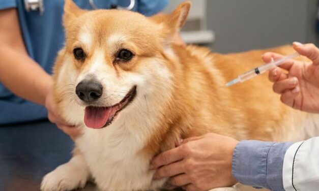 Projeto de lei regulamenta atuação de laboratórios de análises veterinárias