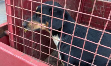 Cadela é atacada por ouriço-cacheiro e resgatada pelos bombeiros no Souza e Silva