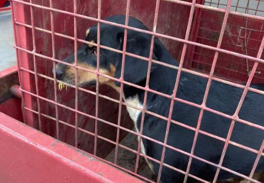 Cadela é atacada por ouriço-cacheiro e resgatada pelos bombeiros no Souza e Silva