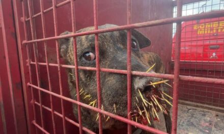 Bombeiros resgatam cão com o focinho coberto por espinhos de ouriço-cacheiro no Mangabeiras