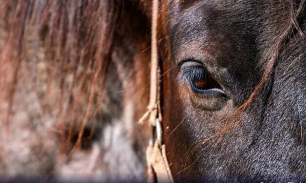 Justiça condena jovem a 17 anos de prisão por roubar cavalo e carroça