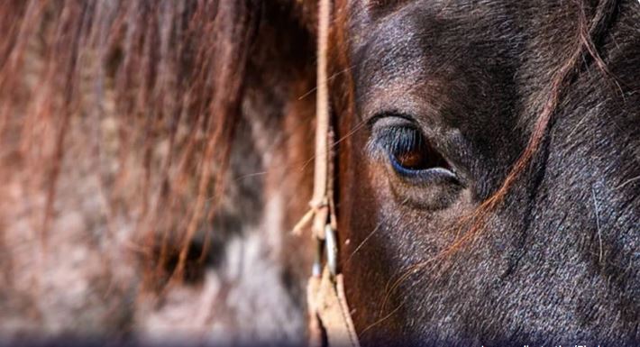 Justiça condena jovem a 17 anos de prisão por roubar cavalo e carroça