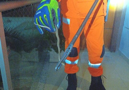 Bombeiros resgatam cobra no bairro São Lourenço, em Formiga
