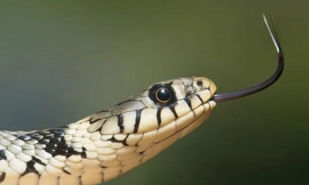 Nova ferramenta promete revolucionar a identificação de cobras venenosas