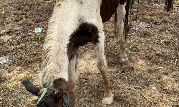 Égua desidratada é encontrada pelos bombeiros no bairro Serra Verde, em Formiga