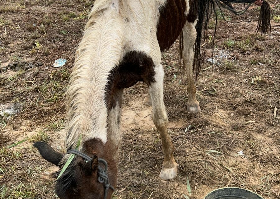 Égua desidratada é encontrada pelos bombeiros no bairro Serra Verde, em Formiga