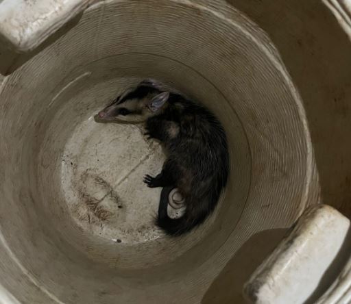 Gambá é capturado dentro de residência no Centro de Formiga