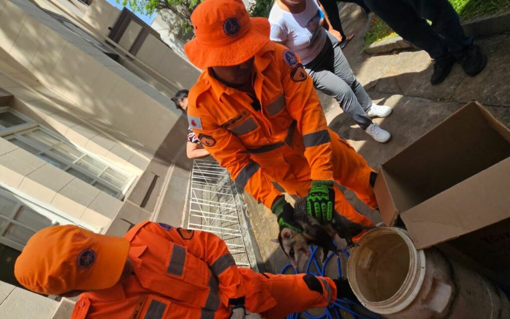 Gambá é capturado na Escola Normal, em Formiga