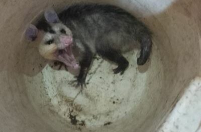 Gambá é resgatado debaixo de cama no bairro Ouro Verde, em Formiga