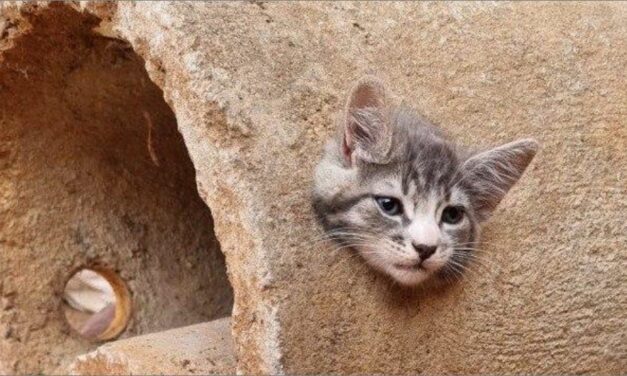 Gatinho fica com cabeça presa em buraco de manilha de cimento e mobiliza bombeiros em Minas