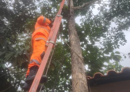Bombeiros resgatam gato preso em árvore, no bairro Recanto da Praia, em Formiga