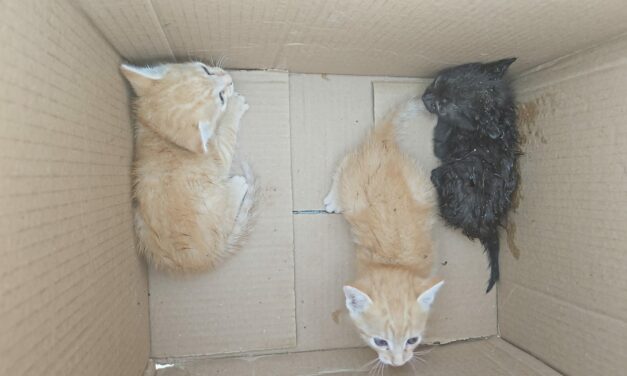 Filhotes de gato são resgatados pelos bombeiros no Maringá, em Formiga