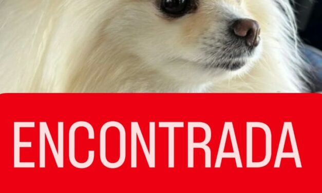 Cachorra de Formiga que estava desaparecida é encontrada em Arcos