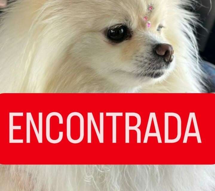 Cachorra de Formiga que estava desaparecida é encontrada em Arcos