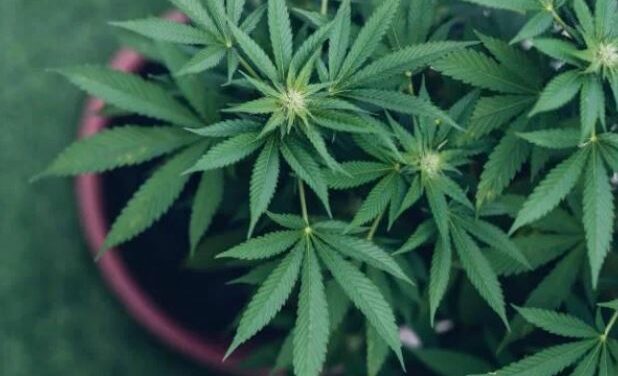 Como a maconha pode deixar uma marca no DNA do usuário