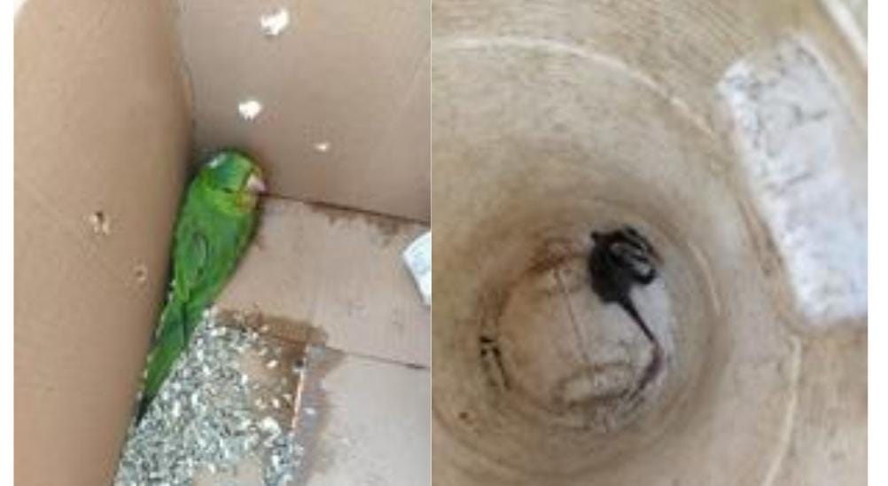 Bombeiros resgatam gambá e maritaca em Formiga