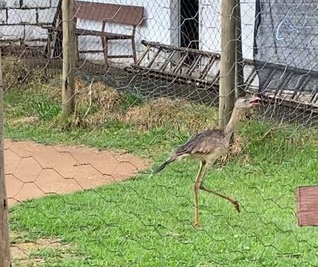 Seriema é resgatada em quadra esportiva no bairro Água Vermelha, em Formiga