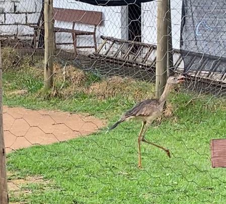 Seriema é resgatada em quadra esportiva no bairro Água Vermelha, em Formiga