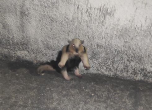 Tamanduá-mirim é capturado no bairro Lajinha, em Formiga