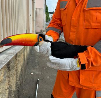 Tucano e gambá são capturados pelos bombeiros em Arcos