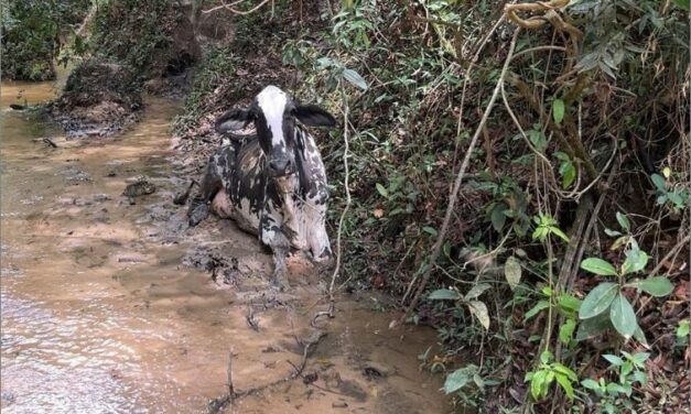 Vaca fica atolada em córrego na zona rural de Formiga e é resgatada pelos bombeiros