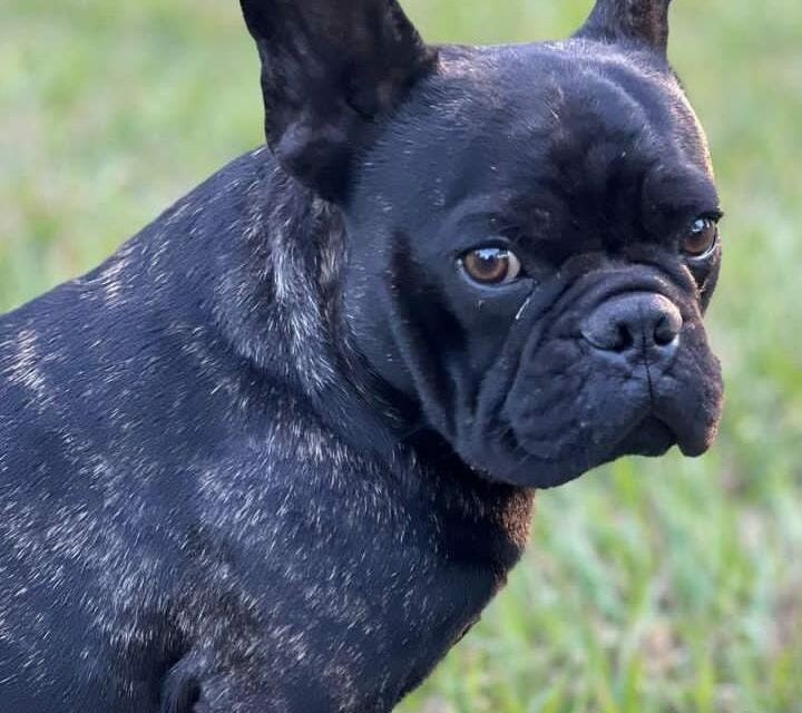 Tutor procura cão desaparecido em Formiga