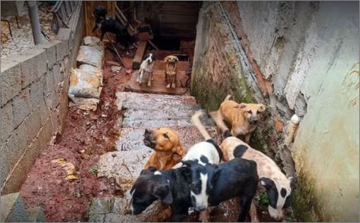 Polícia Civil resgata cães que viviam em situação de abandono