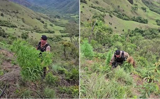 Homem é preso e mais de 40 pés de maconha são apreendidos em propriedade rural em MG
