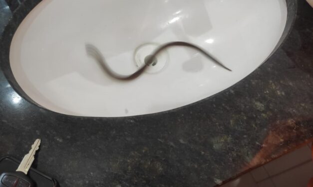 Bombeiros de Formiga são acionados após morador encontrar cobra no lavatório de residência