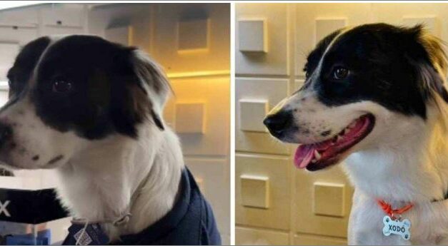Hotel brasileiro contrata ‘cachorro anfitrião’ para receber os hóspedes