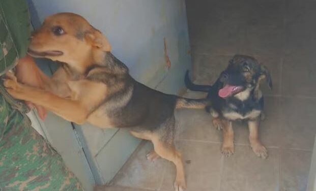 Tutor recebe multa por abandonar duas cadelas em Lavras após se mudar para SP