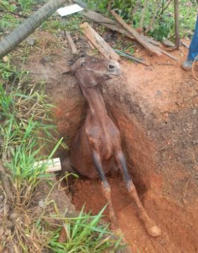 Égua é resgatada de fossa na comunidade rural de Arcos