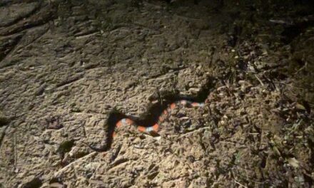 Cobra-coral é resgatada no bairro Novo Santo Antônio, em Formiga