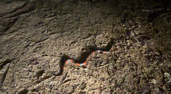 Cobra-coral é resgatada no bairro Novo Santo Antônio, em Formiga