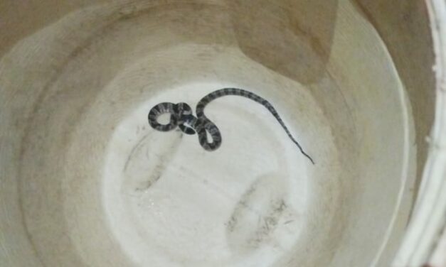 Cobra é resgatada pelos bombeiros no bairro São Luiz, em Formiga